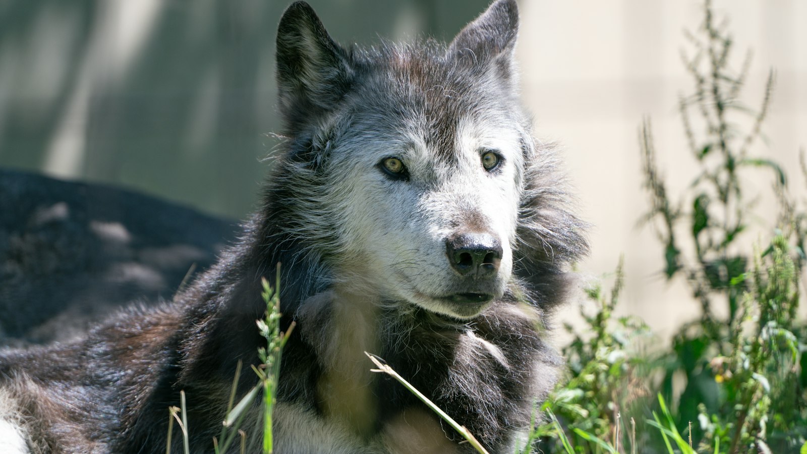 gray wolf portrait