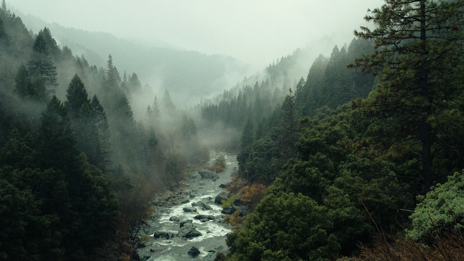 aerial shot of forest